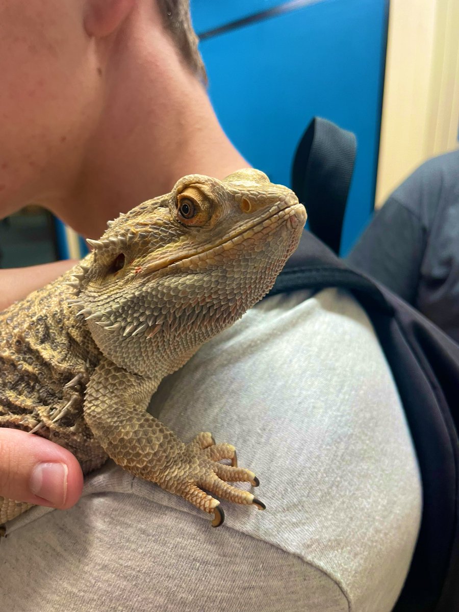 Miss Dodds tweet media