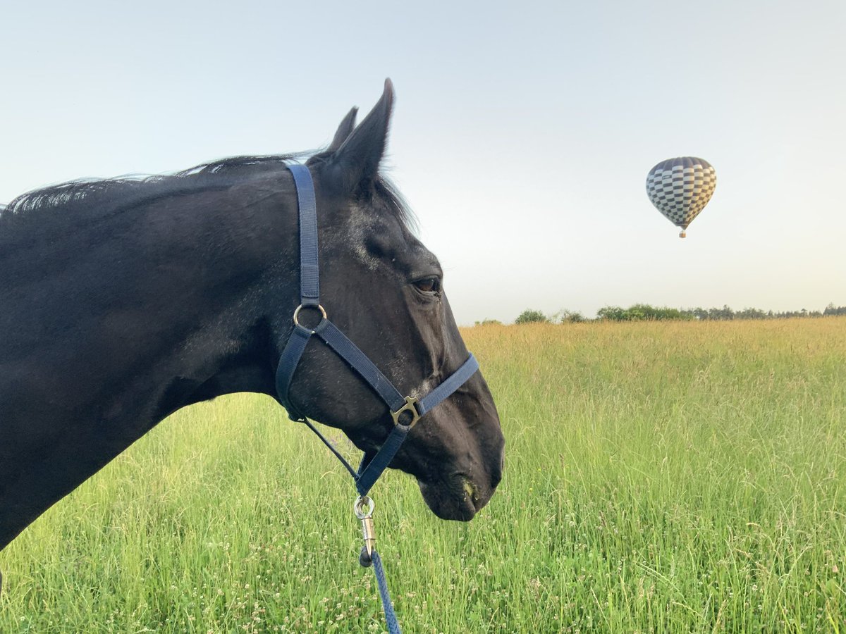 Es gibt Momente, da lässt RoughBoy selbst die schönste Kleewiese links liegen. Dann, wenn Fliegen viel schöner ist als die Fliegen auf der Sommerwiese. Wobei das ja gar nicht stimmt: Fahren ist noch schöner. Ballon fahren findet er ausgesprochen cool.