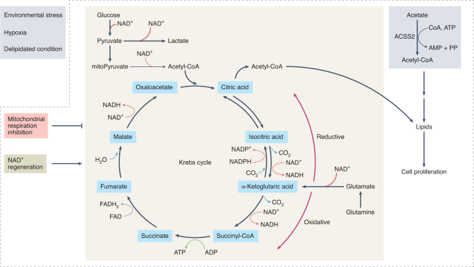 Online now! NAD+ regeneration drives cancer cell proliferation dlvr.it/SSk5hr
