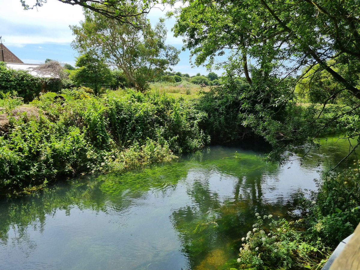 MeganJR_'s tweet photo. On Tuesday I saw #BrownTrout #Perch and an #Eel in a stunning pool on the #RiverPiddle and thought there's hope for our rivers yet. On Wednesday during my run through Bath I saw a portaloo had fallen into the #RiverAvon. The contrast speaks volumes. A sad time for urban rivers π https://t.co/AAFBB8JBOC