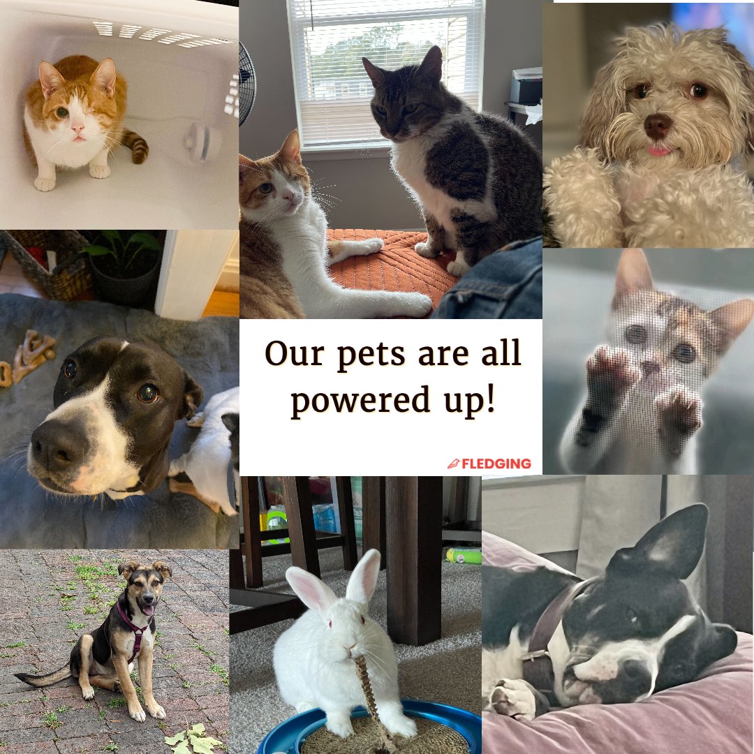 fledging's tweet photo. Our cuties...🐇😼🐶

#furbaby #cute #bunny #energizerbunny #puppy #dog #kitten #kitty #cat #rescue #love #friends #ASPCA #havanese https://t.co/jv3hnY54g2