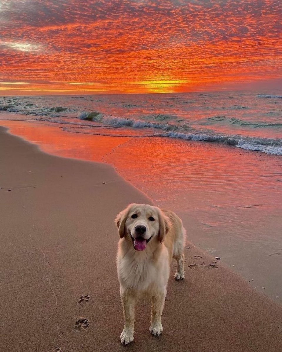 Ocean sunset 🐶