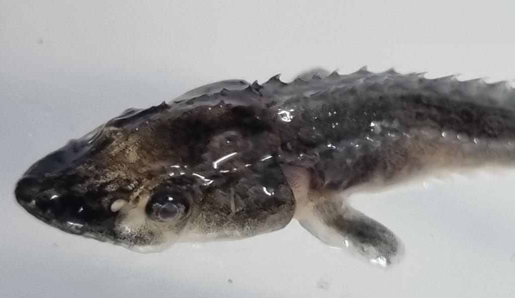 devrimmemis's tweet photo. Acipenser gueldenstaedtii Russian #sturgeon
#Endengared species
Aquaculture for restocking
Aquaculture for food
@istanbuledutr
@iusubilimleri
@Aquaculture_ist https://t.co/Rs2ZqT5uoR