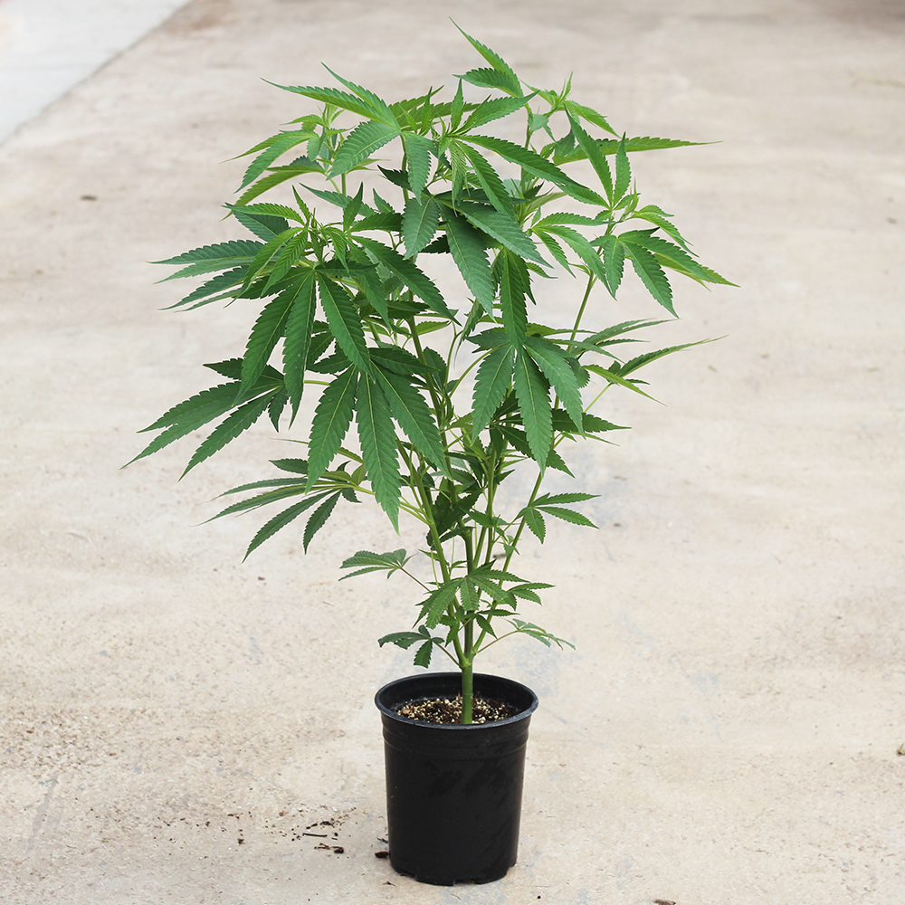 Dark Heart Nursery tweet media