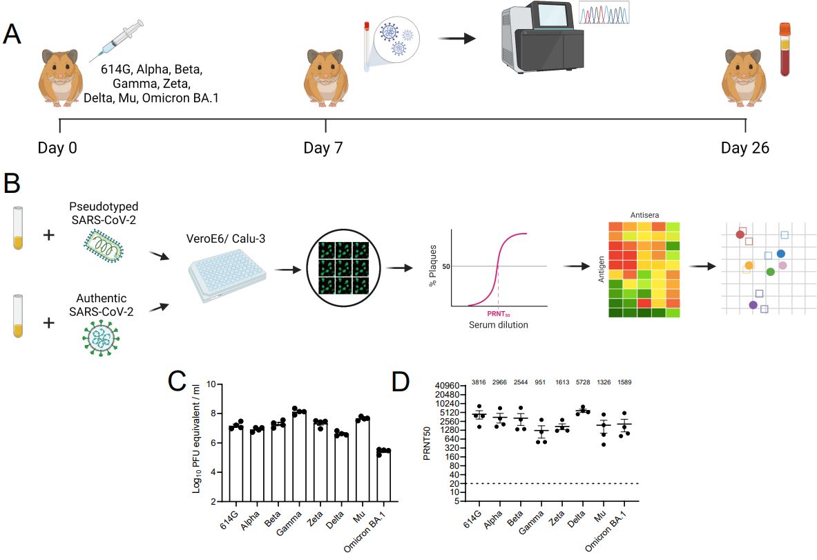 A new Report finds that #Omicron BA1 and BA2 subvariants are antigenically distinct, offering insight into the #SARSCoV2 Spike antigen’s evolution and future vaccine development. 

➡️ fcld.ly/1cltkzs