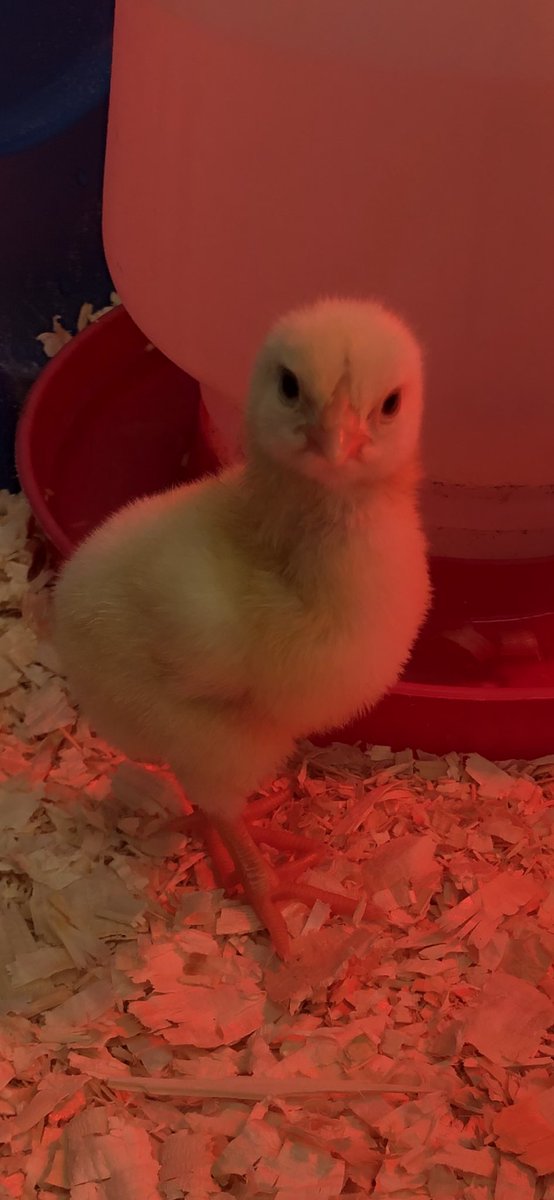 KingGeorgeVIPS's tweet photo. There’s a lot of Tweeting in our Learning Commons 🐣 https://t.co/U3pjtC9nec