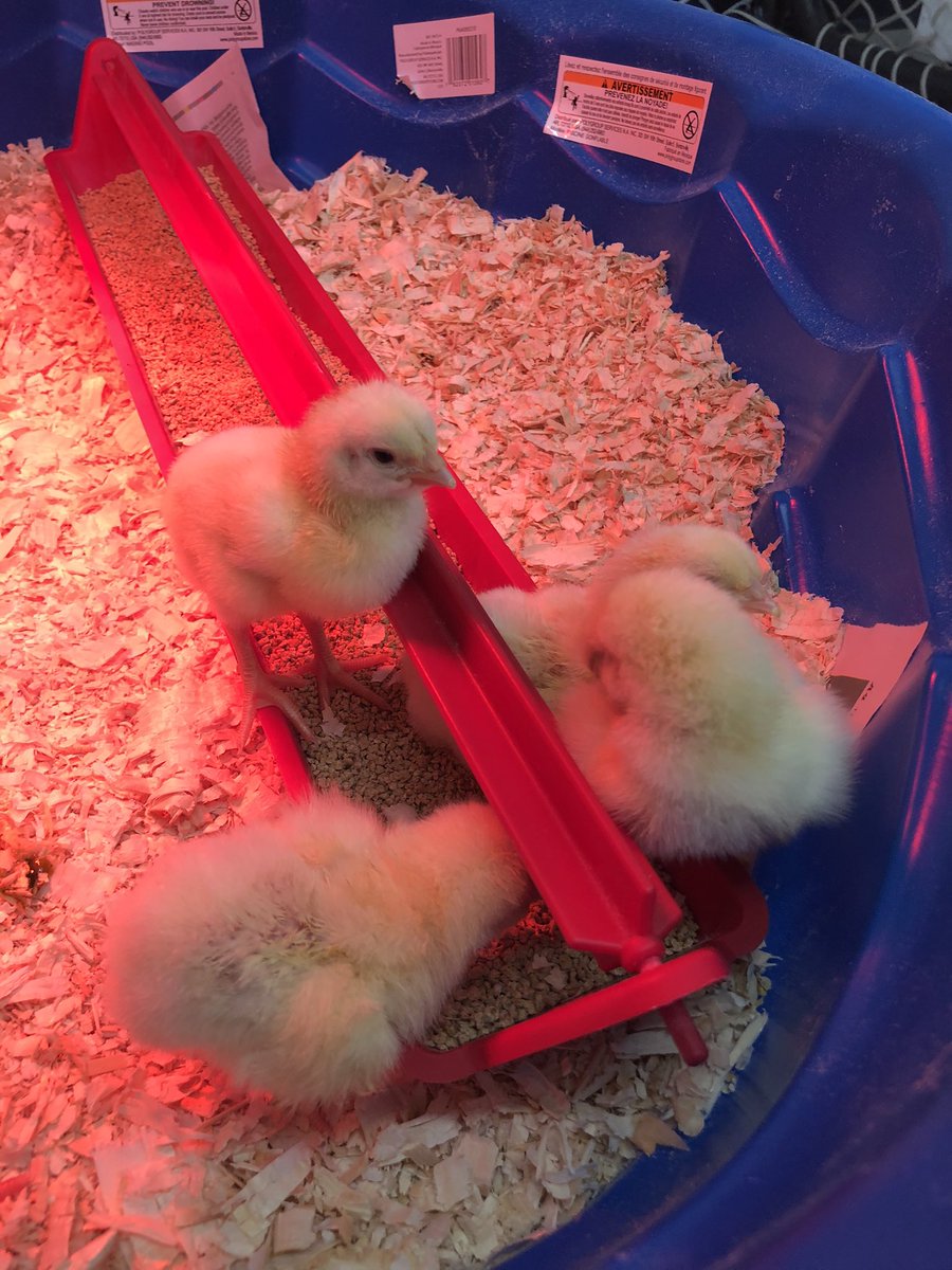 KingGeorgeVIPS's tweet photo. There’s a lot of Tweeting in our Learning Commons 🐣 https://t.co/U3pjtC9nec