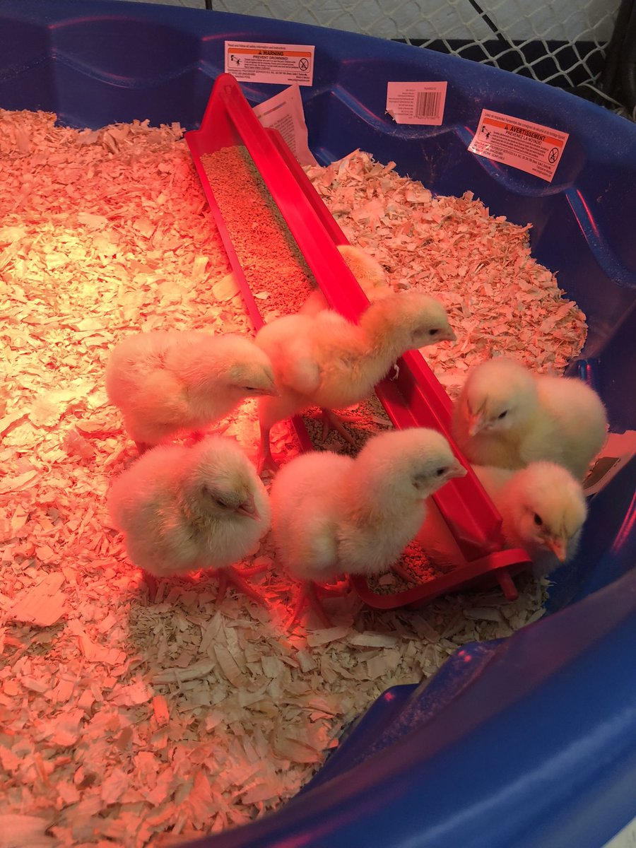 There’s a lot of Tweeting in our Learning Commons 🐣