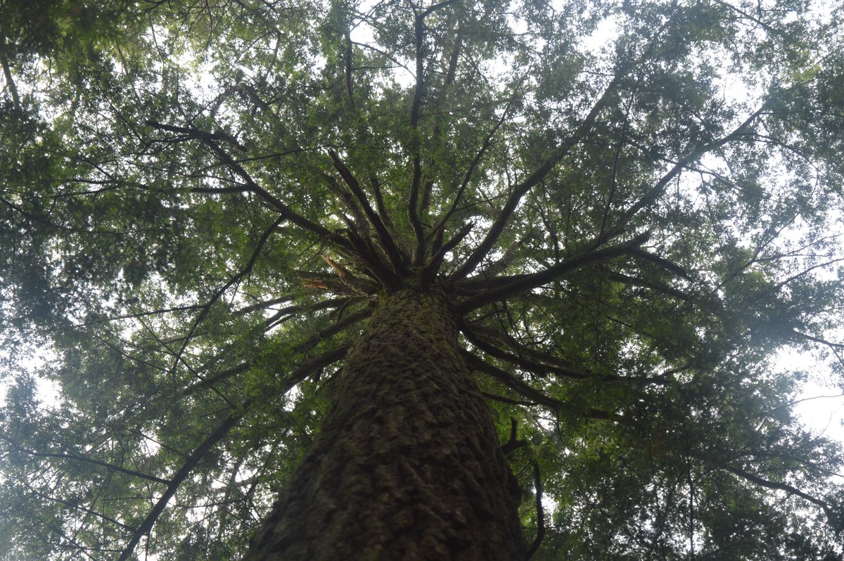 ESSICUMD's tweet photo. Could old-growth forests be the key to curbing climate change? A new ESSIC-led study maps the forests of the American Midwest over millennia, and has the potential to shift ongoing debates about how landscapes can be managed to maximize carbon storage. https://t.co/hwar8DjFK4 https://t.co/Q4b9ffLbKs