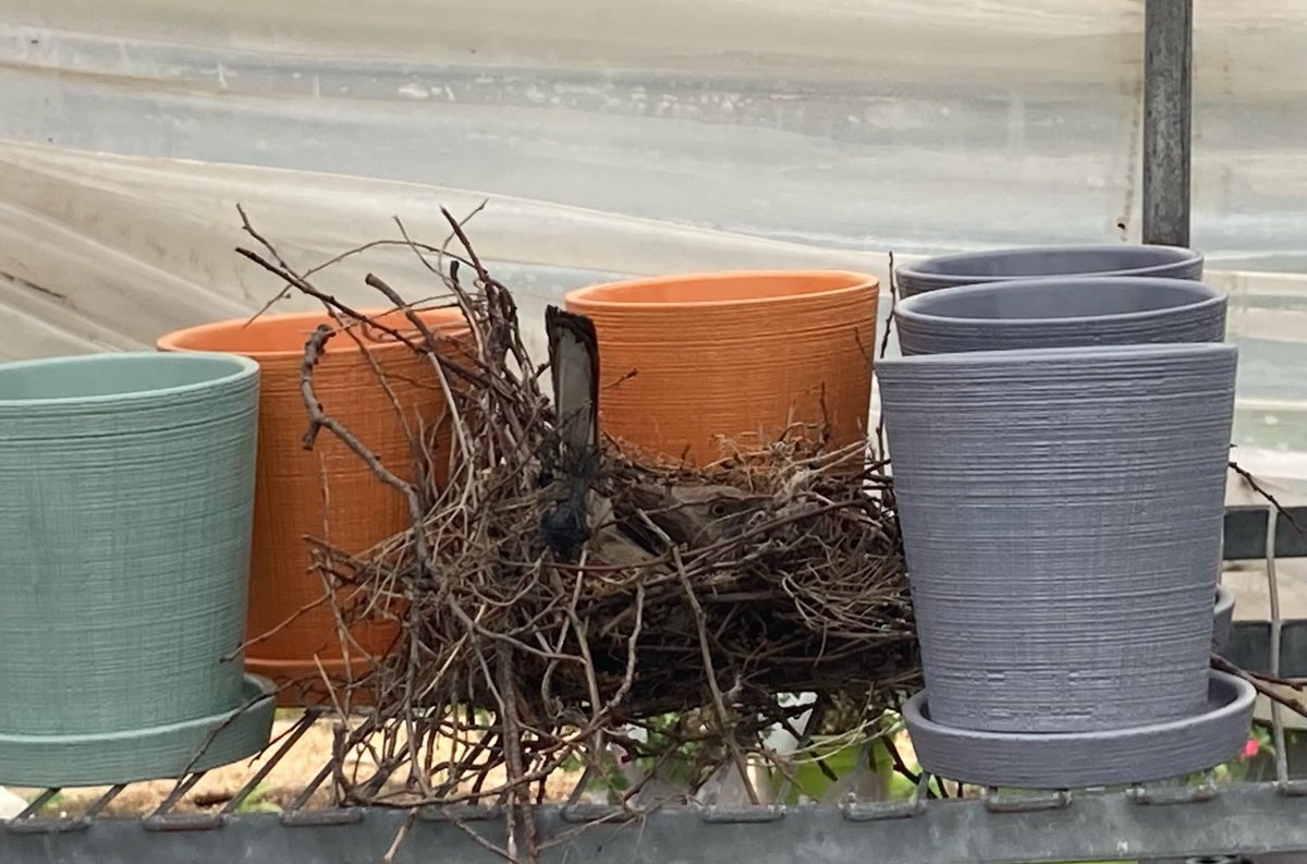 A mockingbird built a nest in our pots for sale! 

Stop into #Greensgrow today — All plants and gardening goods anywhere from 25 to 50% off! Open Thursday through Sunday 10:00am – 5:00pm. 

#GrowWithUs #HelpUsGrow #birds #farm #freshveggies #garden #SupportLocal
