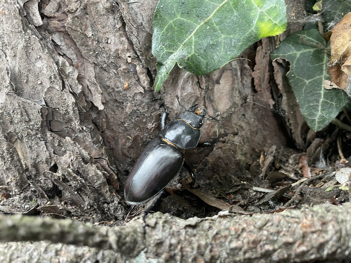 WildSide_Tweet's tweet photo. Female stag beetle at South Norwood Country Park today! @fosncp @PTES @WildLondon https://t.co/D2JyzVktRL