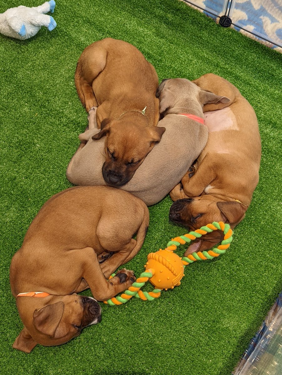 Don't sleep on The Florida Bar Annual Convention's puppy pit or our 20% discount during Convention. #FLBarAnnualConvention #LexisNexis