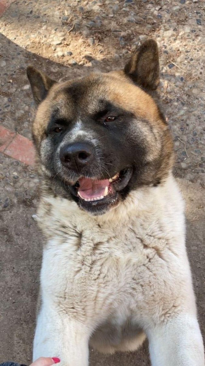BlanquitaMontt's tweet photo. Jorge Vio Ulloa dueño de @Aguaspirque mató a balazos al perro de una vecina a la que conocía. Un peligro público este sujeto, espero que la familia haga la denuncia correspondiente @MascotaGob 💔😔 https://t.co/aBc99owiAC
