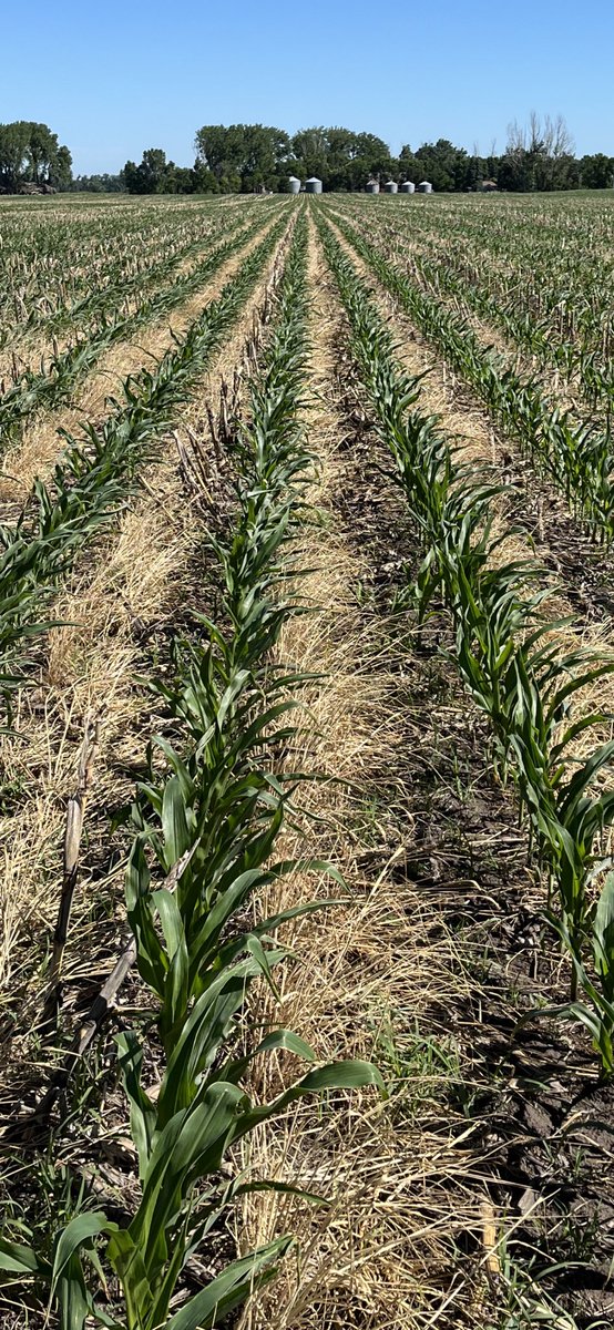 TZimmermanfarms's tweet image. Here is a look at the corn on corn with rye strips looking good. #NoTill #rootsnotiron #interseeding #covercrops #SoilHealth