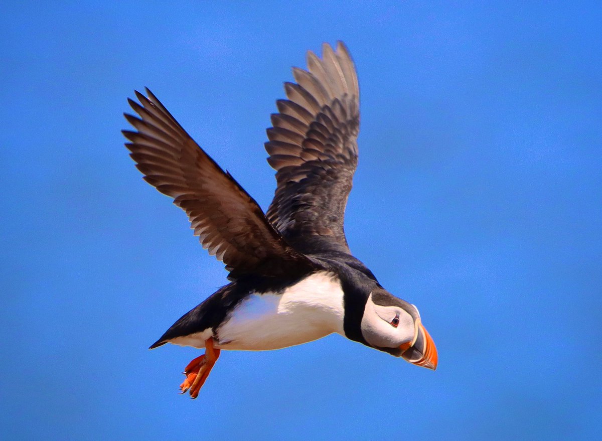 Captured many puffins in flight this afternoon. There were lots of people at the site enjoying the clowns of the sea. Even a huge bus full of tourists from Vermont, USA. 
The puffins put on a great show for them.