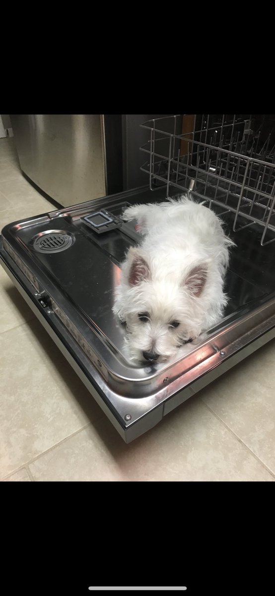 BarbaraHarman17's tweet photo. @MorningExp @HLNTV Max best in loading the dishwasher #BestInOURShow https://t.co/sDRkOrlgFu