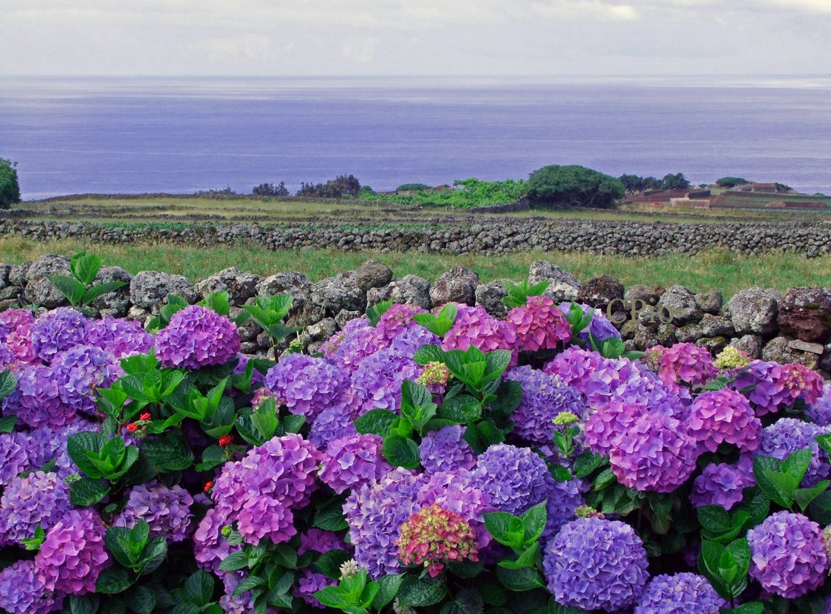 Discover the Azores™ tweet media