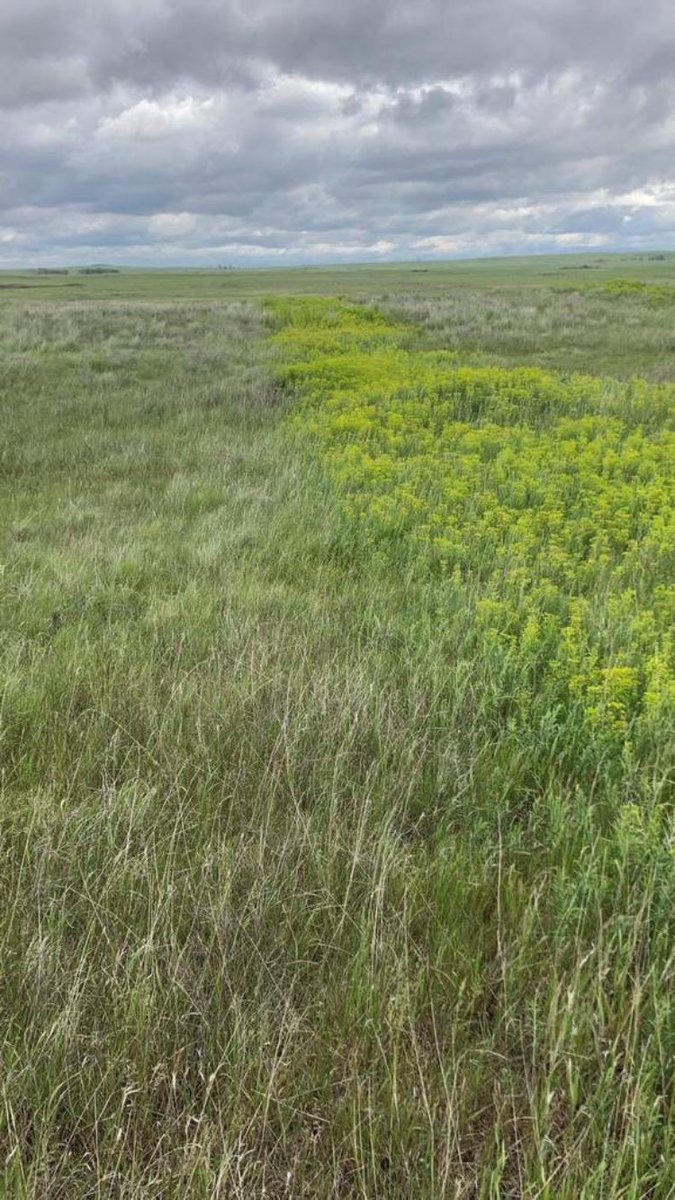 EnvuPastureCA's tweet photo. #TruRange working its magic! This photo was shared from a customer in Woodrow, #Sask, sprayed via helicopter. One year post spray on leafy spurge. We love an unintentional miss, so we can see the great results! Learn more about TruRange: https://t.co/vYblvvRUCf https://t.co/omdIjBpvjR