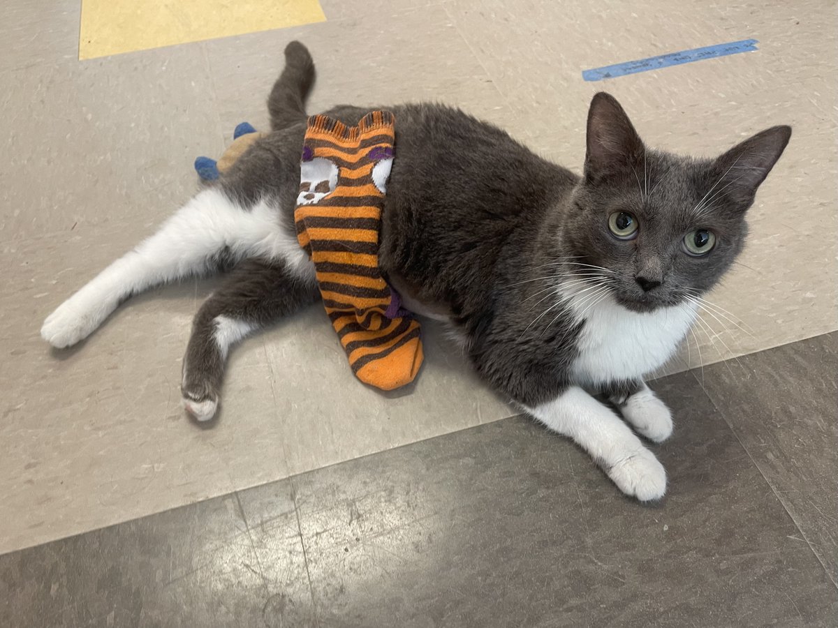 hhforcats's tweet photo. Puddin’ is one of a kind. When in search of someone to play with, this five-year-old silly girl will talk up and down the halls with a toy in her mouth. Puddin’ is hyperthyroid and takes medication twice daily. Visit our website to  book an adoption appt. https://t.co/JIPw116G6P https://t.co/pMTIiExaym