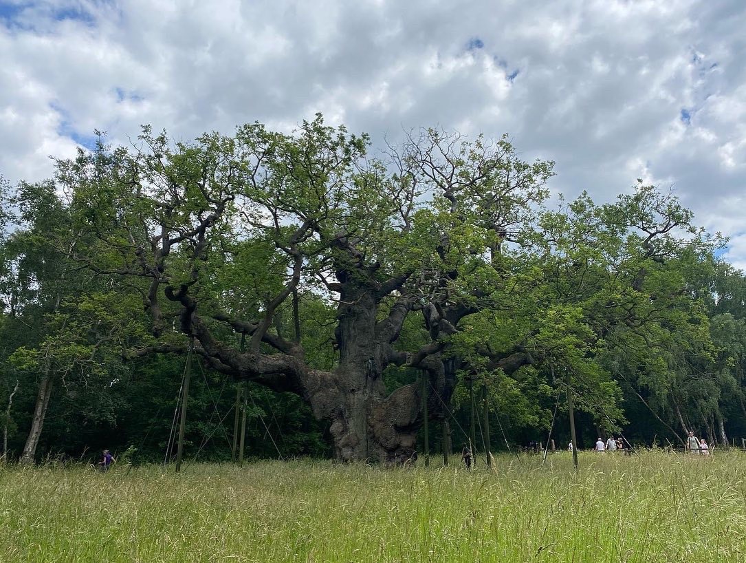RFTreeSurgeons's tweet photo. Major Oak, Sherwood Forest https://t.co/LOZGwM6Nfq