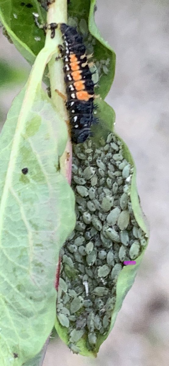 Anthony Hagen tweet media