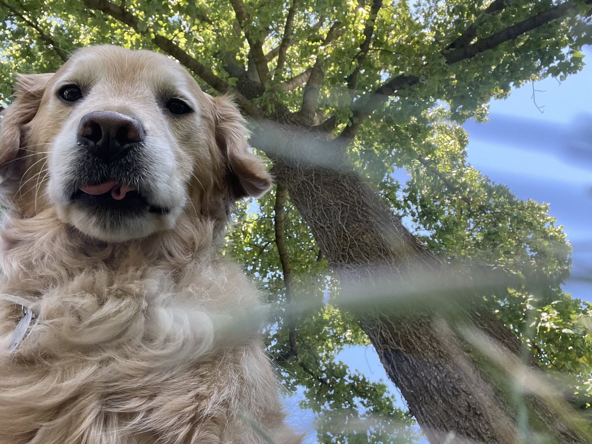Behold… my first selfie! How did I do?! #goldenretriever #dogselfie #derp
