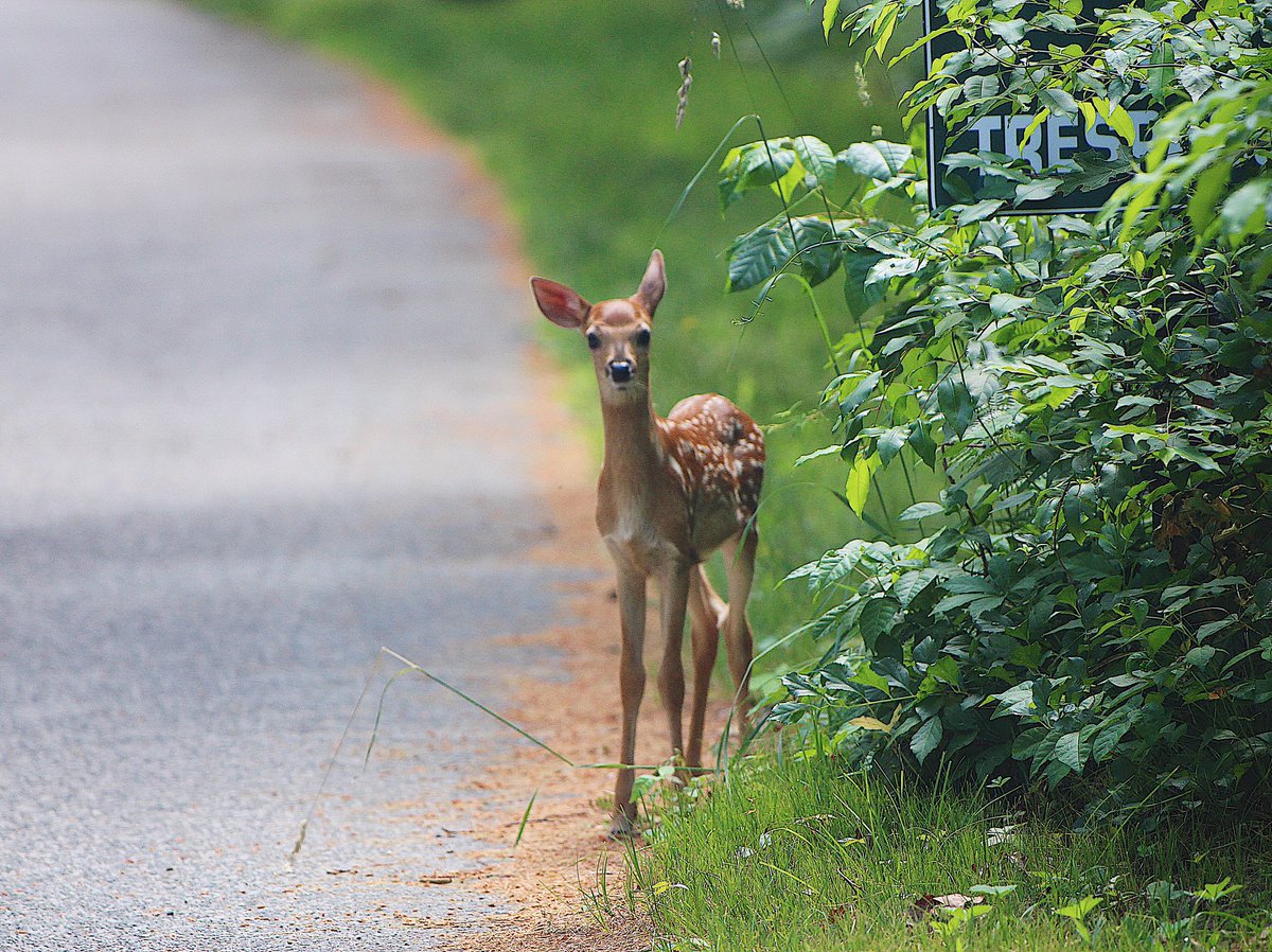 nicposting's tweet photo. I never post my photography on here so here are some babies https://t.co/6qGQaacLe2