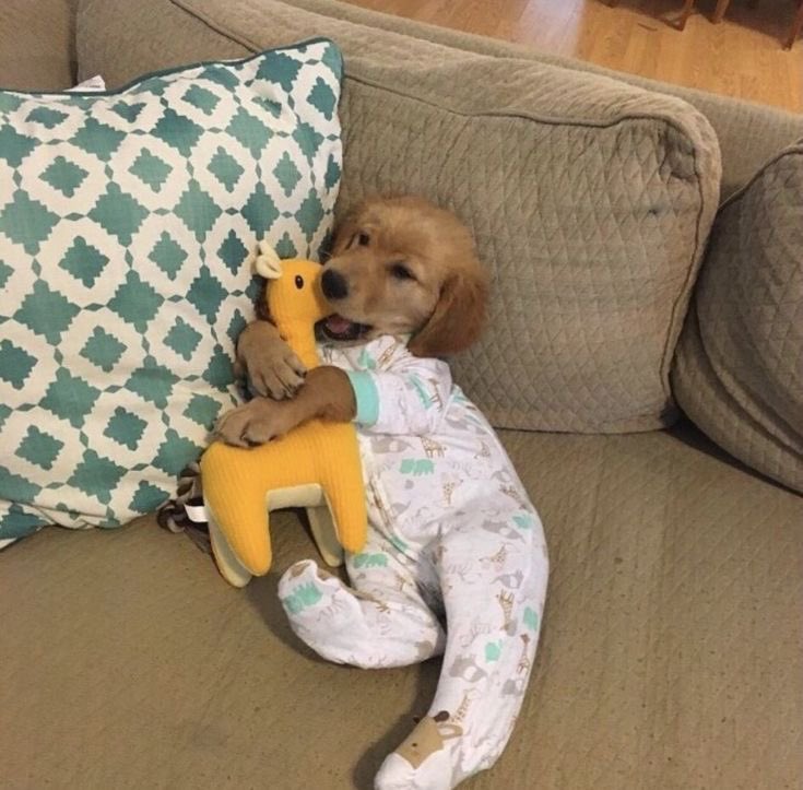 DogsInOnesies's tweet photo. https://t.co/QV01bGdMYa