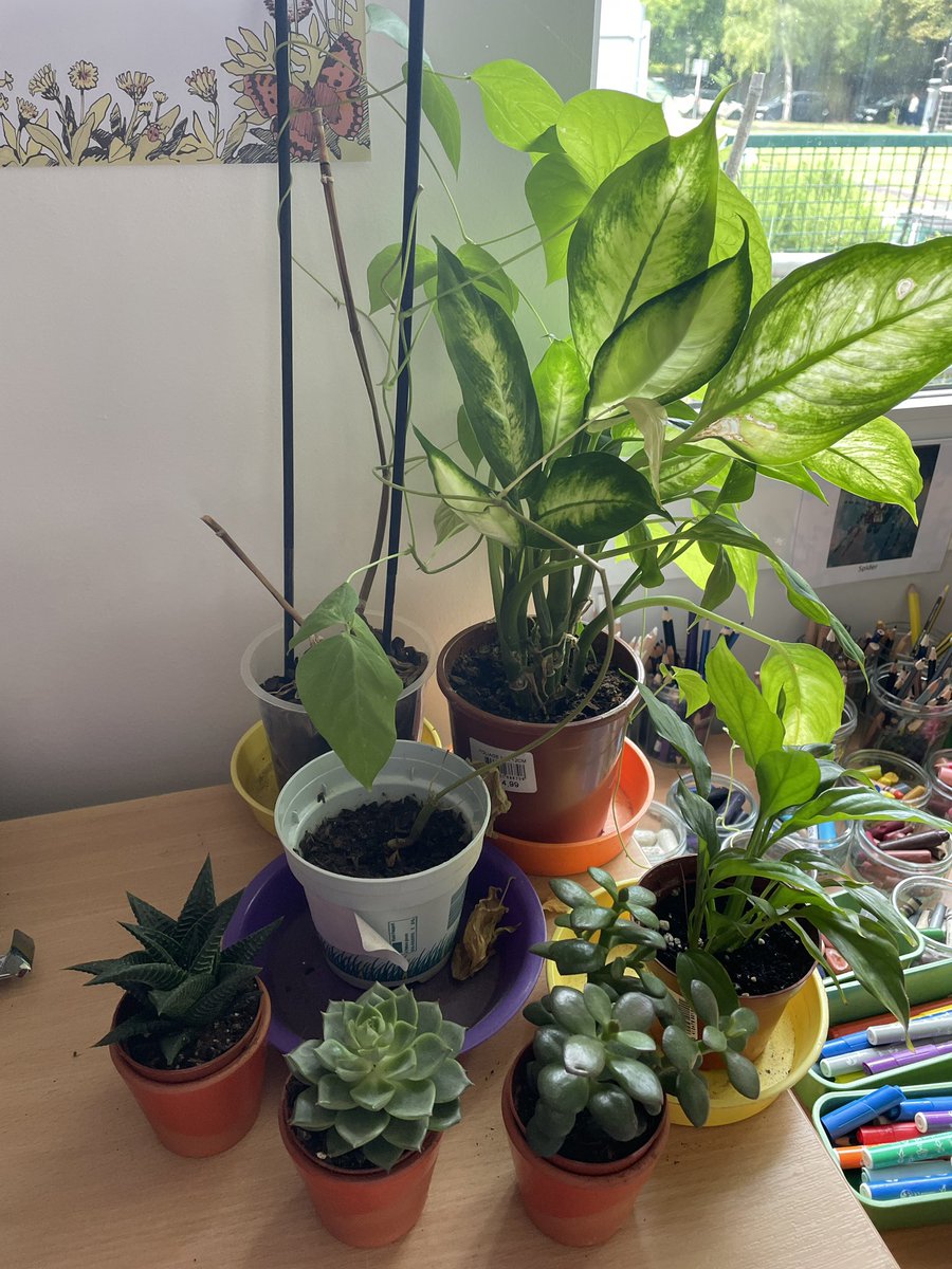MrsMacDTeach's tweet photo. Wow! Look at how our classroom indoor gardens are growing! Well done 👏🏻 #ecoschoolstreatley @EcoSchools @StreatleySch @MrsW_Streatley https://t.co/Sqtvqn7bxa