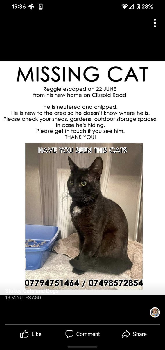 #missingcat #N16 #stokenewington #stokey #hackney #londonn16