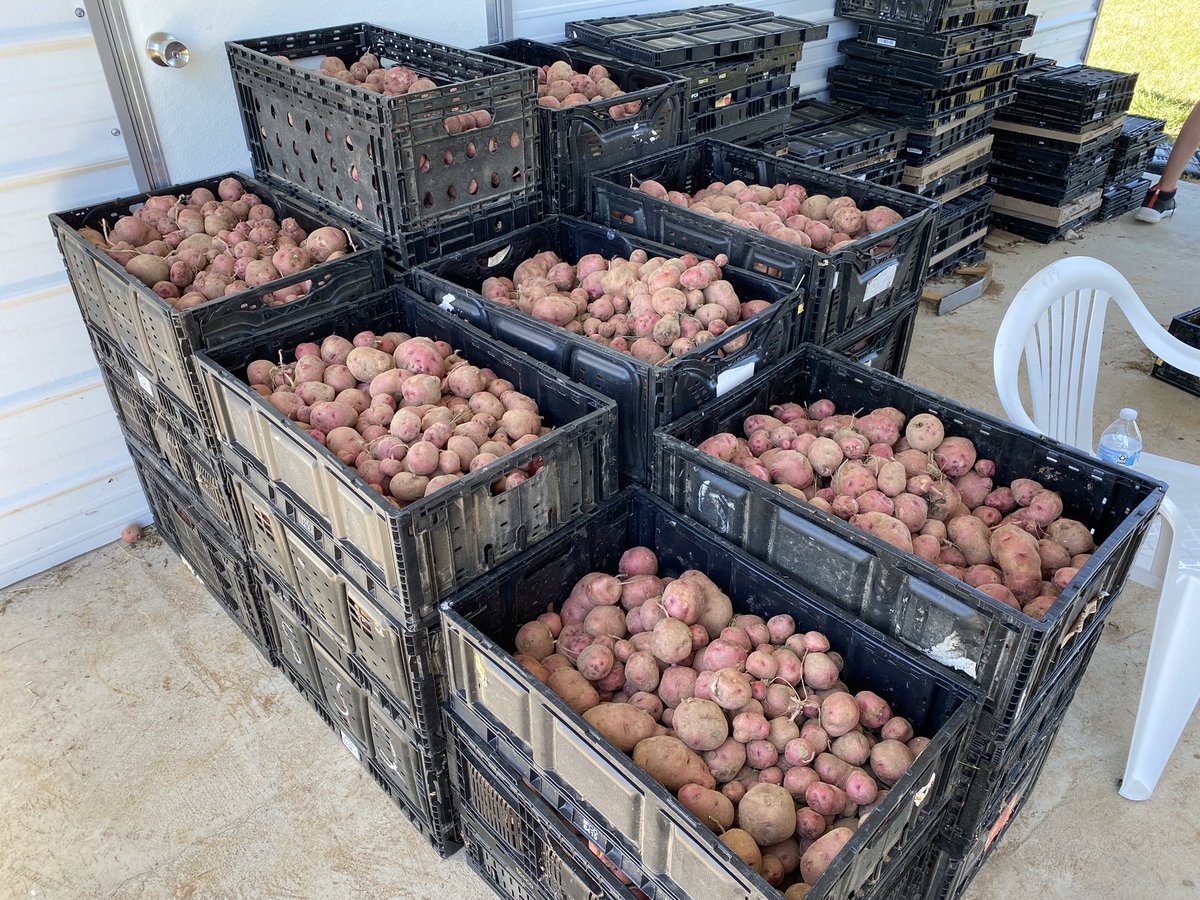 jedcoppenger's tweet photo. So proud of these @redemption_city students pulling around 1,700 lbs of potatoes out of the RCC farm this morning in the heat! Going to provide #hopeforthehungry for some neighbors this week! https://t.co/9vbyi6qw3m