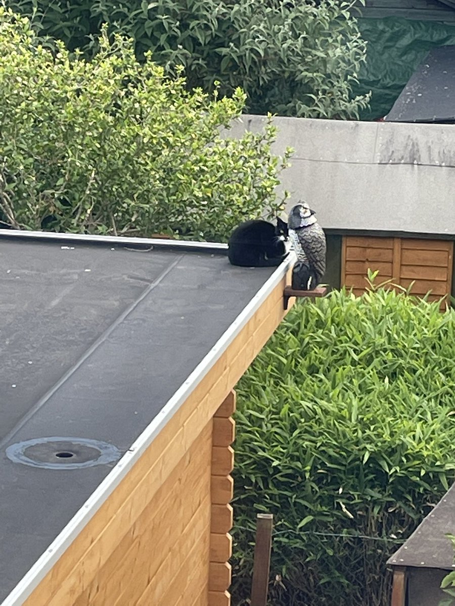 Scott_Dutton's tweet image. One neighbour’s attempt to keep another neighbour’s cat away with a scary owl hasn’t quite worked out as intended.