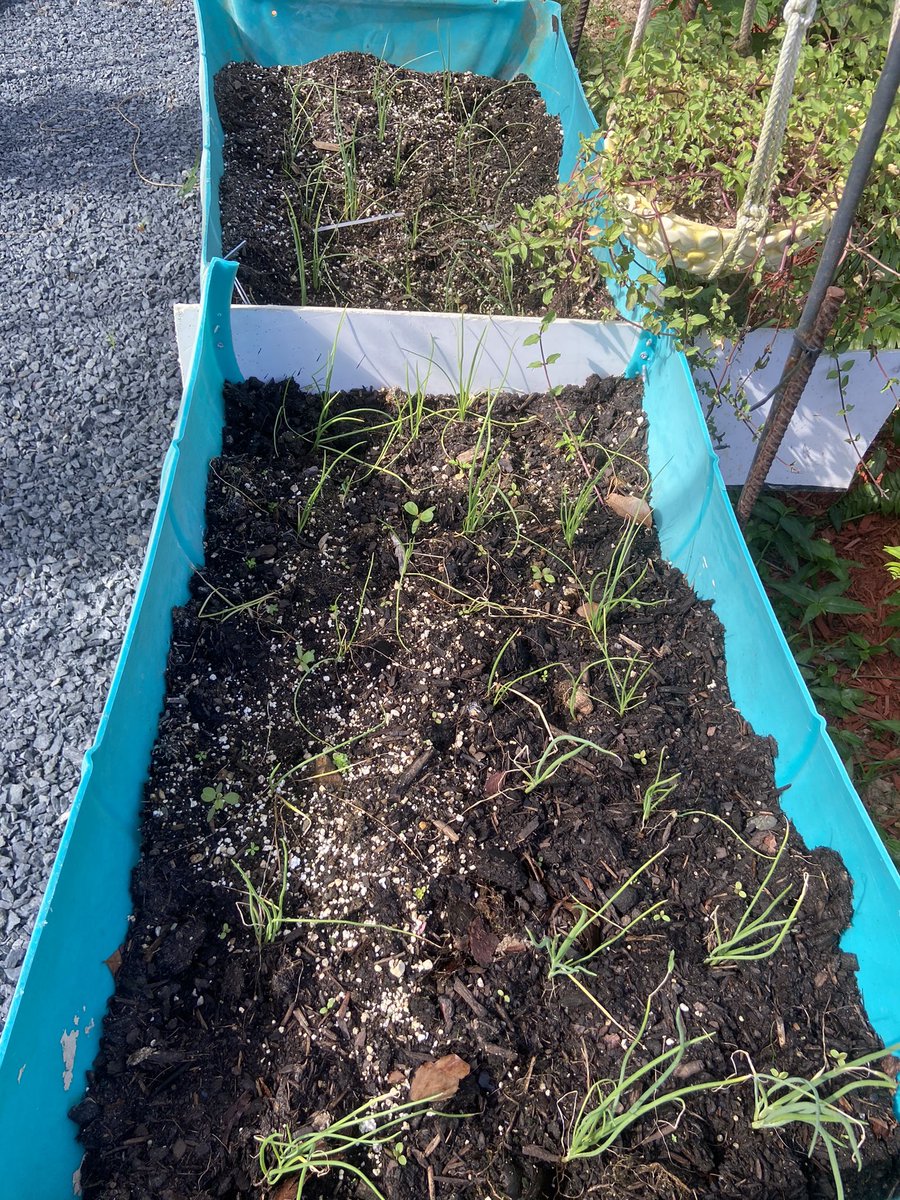 clarisaof's tweet photo. Nunca se cuantas semillas plantar así que la tiro todas a la tierra. Las cebollas ya transplantadas 🤞🏼los gandules enanos de #desdemihuerto se dieron todos así que pronto a tiestos nuevos #mifinquitapr https://t.co/UoGpe61Iyi