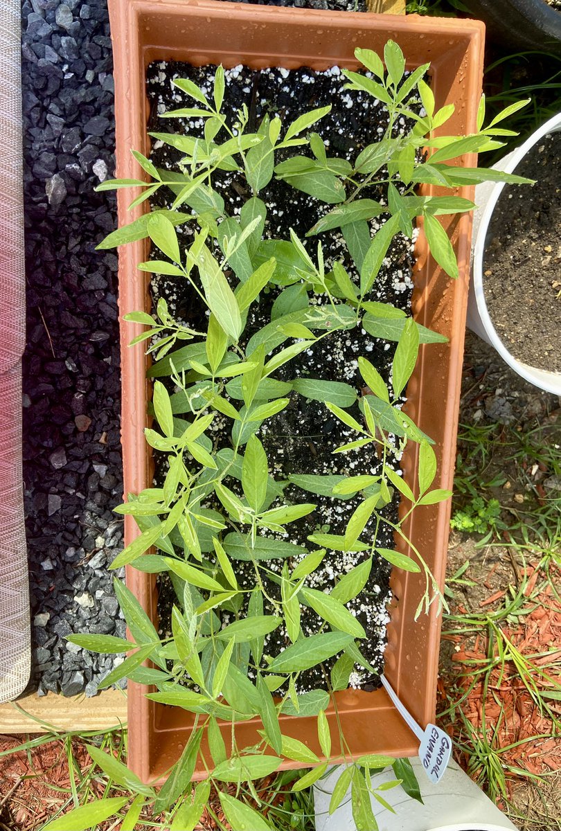 clarisaof's tweet photo. Nunca se cuantas semillas plantar así que la tiro todas a la tierra. Las cebollas ya transplantadas 🤞🏼los gandules enanos de #desdemihuerto se dieron todos así que pronto a tiestos nuevos #mifinquitapr https://t.co/UoGpe61Iyi