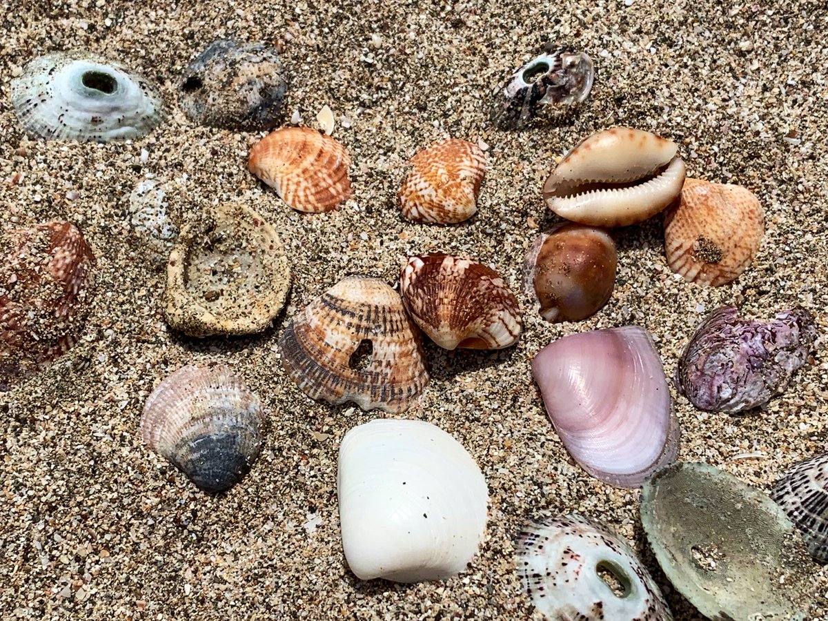 tmlusby's tweet photo. @AlaneAdamsBooks This morning was about getting the toes in the sand &amp; a walk in on the beach. Face parediolia kicked in &amp; I saw Groucho Marx! 
#shellcollecting #ISeeFacesinThings 
#CostaRica https://t.co/k6d2qAFzpt