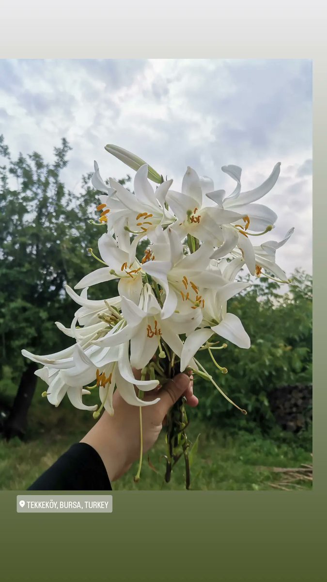 Tuğba Özütürk Ateş (@tgba_ates16) on Twitter photo 