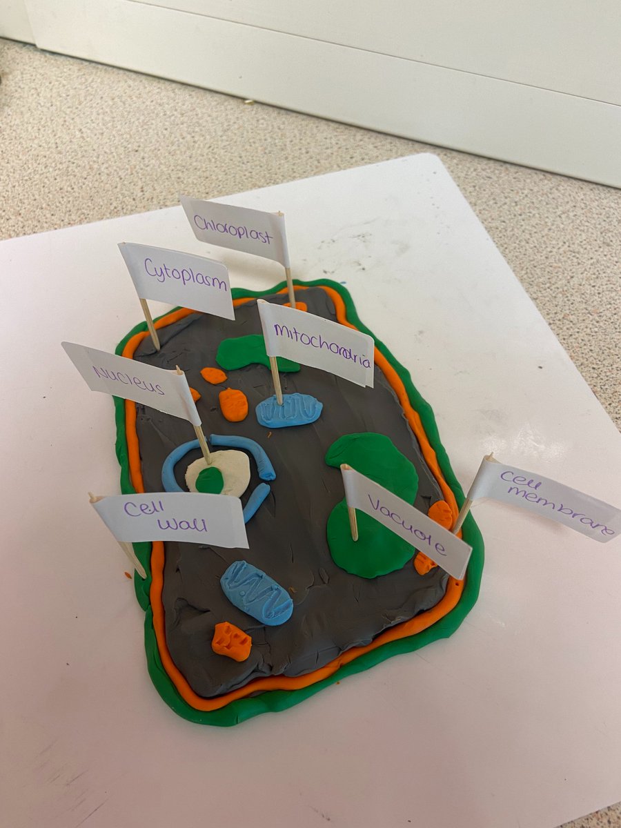 OAHemsworth's tweet photo. Fantastic Year 7 Science lesson today. Students were creating a model of a Plant Cell out of playdoh. At the end of the lesson they used flags to label the different βcell organelles.β #OAHScience https://t.co/9VRplFUkLB