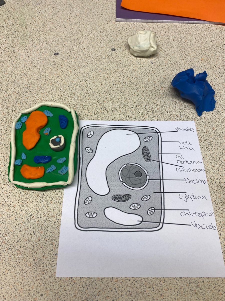 OAHemsworth's tweet photo. Fantastic Year 7 Science lesson today. Students were creating a model of a Plant Cell out of playdoh. At the end of the lesson they used flags to label the different βcell organelles.β #OAHScience https://t.co/9VRplFUkLB