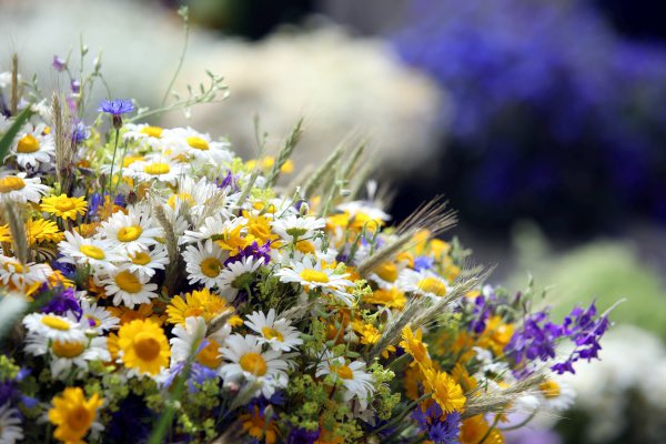 Priecīgus Līgo svētkus un Jāņu dienu! 🌾🍃☀️ #MXmoduls