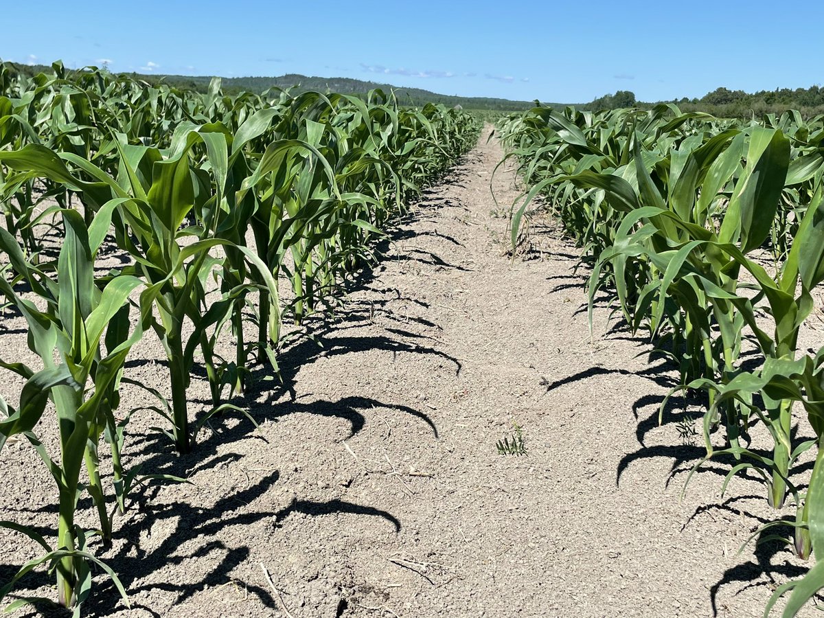 TanjaGahwiler's tweet photo. A good morning spent looking at crops in #TemAg. My corn is already knee high and canola is blooming in the area! https://t.co/MHArqABeWU