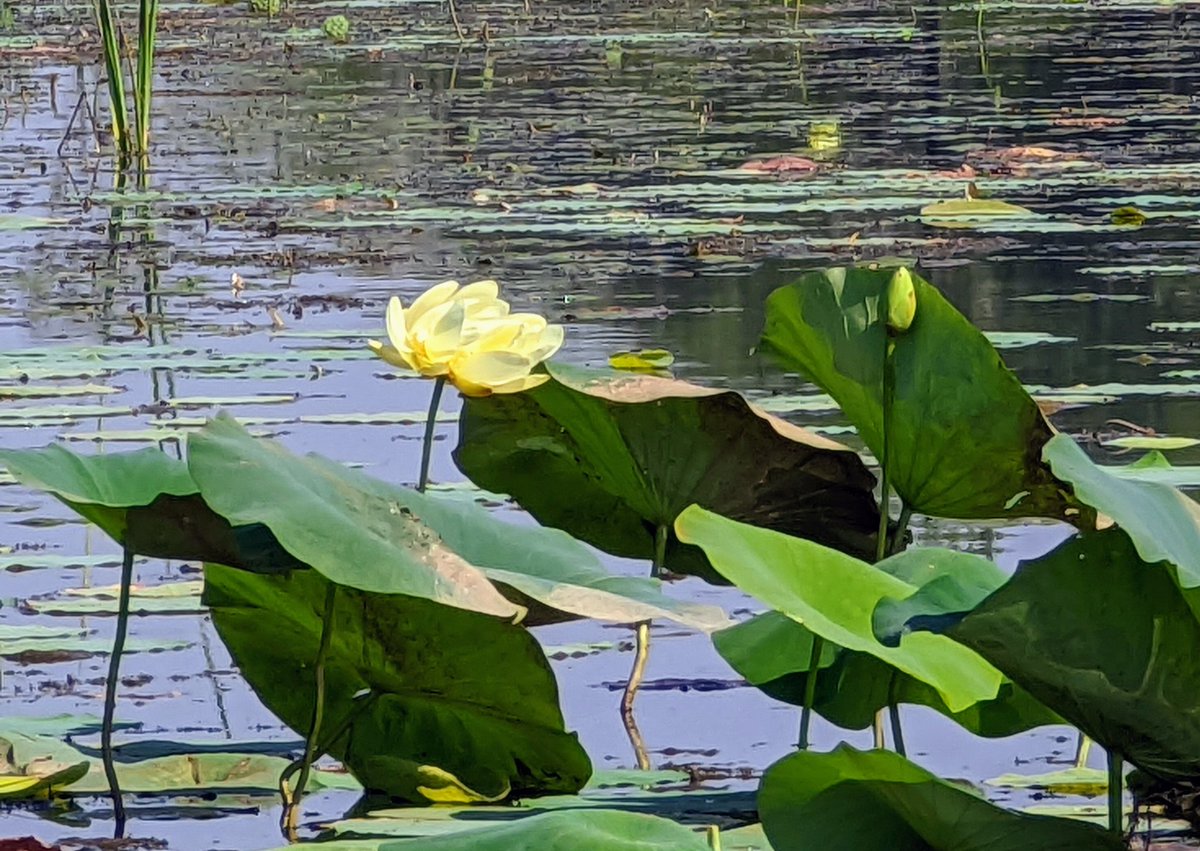 The watchers are always about in the lower Flint, but never look directly at you. Emergence traps work, we find mayflies and midges inside and dragonflies outside. Just a beautiful very hot day #ACFWaters