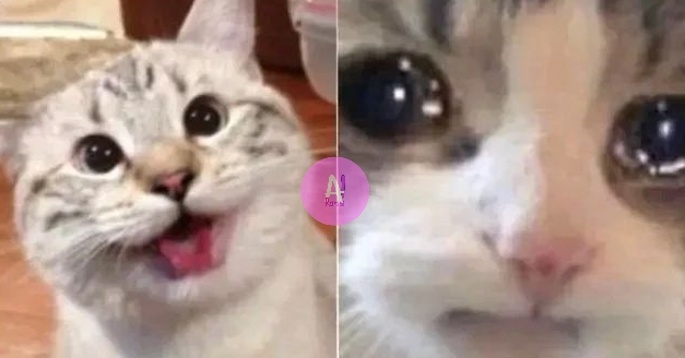 elespacioviral's tweet photo. Yo poniendo en silencio el celular // Yo cuando se me pierde https://t.co/V3qI0jernz