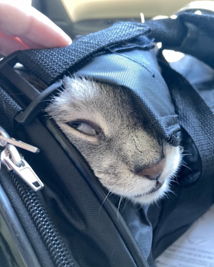 cats being weird little guys 👅 tweet media