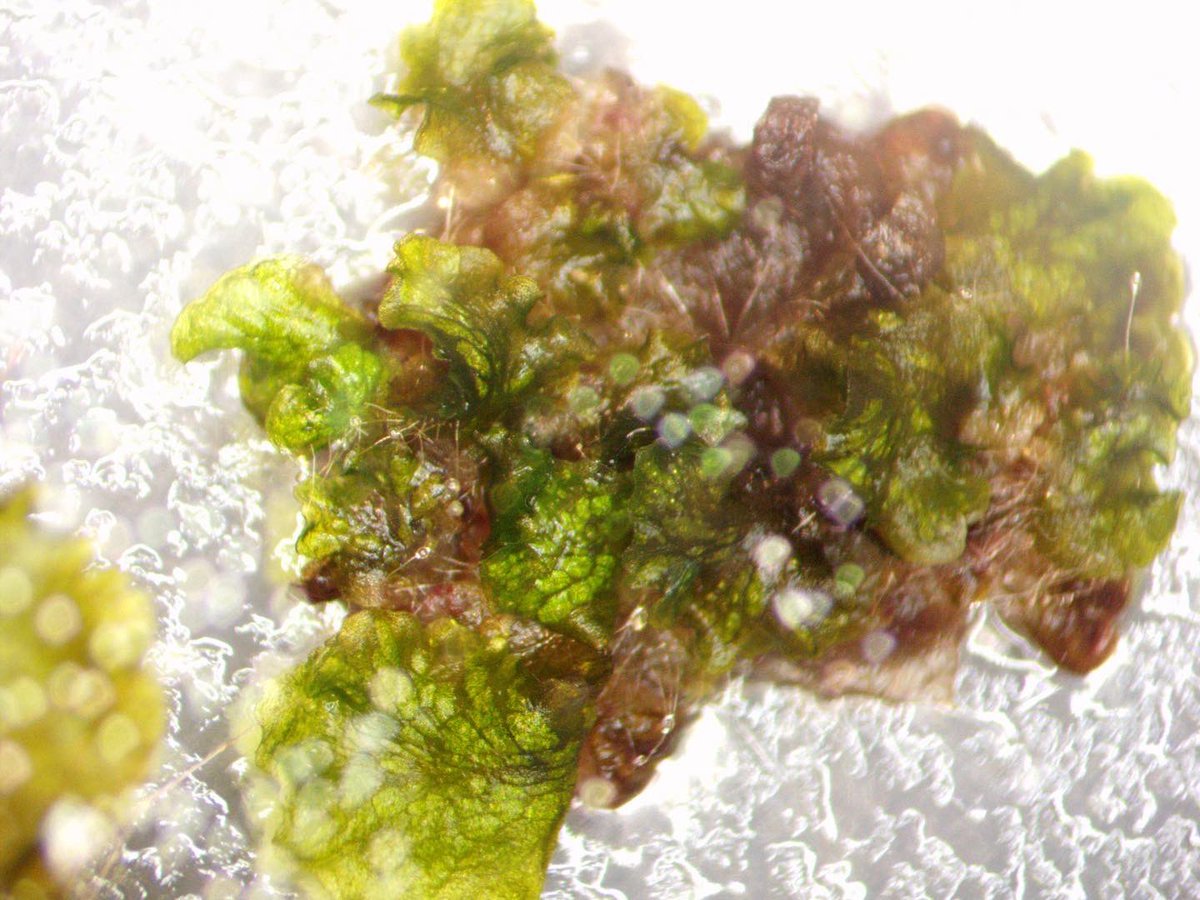 genspacenyc's tweet photo. Look at these photomicrographs of Open Plant's transformed Marchantia plants. In many of the pictures you'll see a mixture of purple &amp; green tissue.That's because the plants are chimeric - some of the cells have been transformed with the RUBY gene while others haven't. https://t.co/got200y6iU