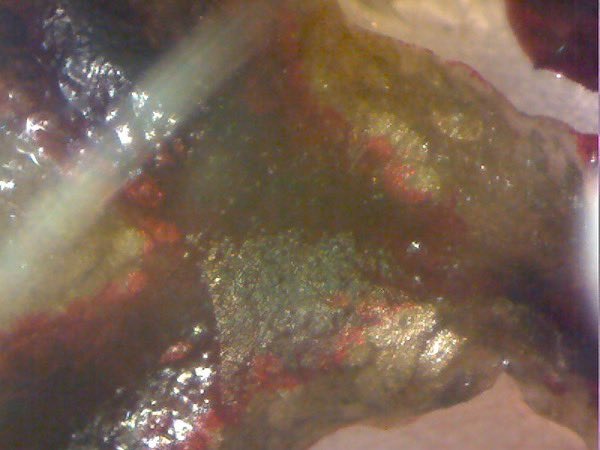 genspacenyc's tweet photo. Look at these photomicrographs of Open Plant's transformed Marchantia plants. In many of the pictures you'll see a mixture of purple &amp; green tissue.That's because the plants are chimeric - some of the cells have been transformed with the RUBY gene while others haven't. https://t.co/got200y6iU