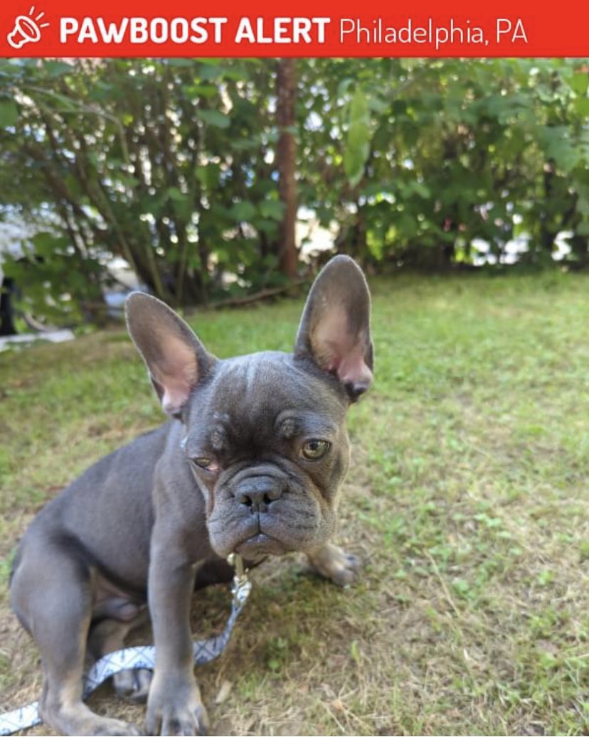 Armed Home Invaders stole 11 year old girl’s French Bulldog in Frankford section. @phillypolice NE detectives on case. One man knocked on family’s door 6:15pm acting like he was looking for someone, then 2nd armed man pushed in door demanding expensive breed 1/2  <a href="/FOX29philly/">FOX 29</a>