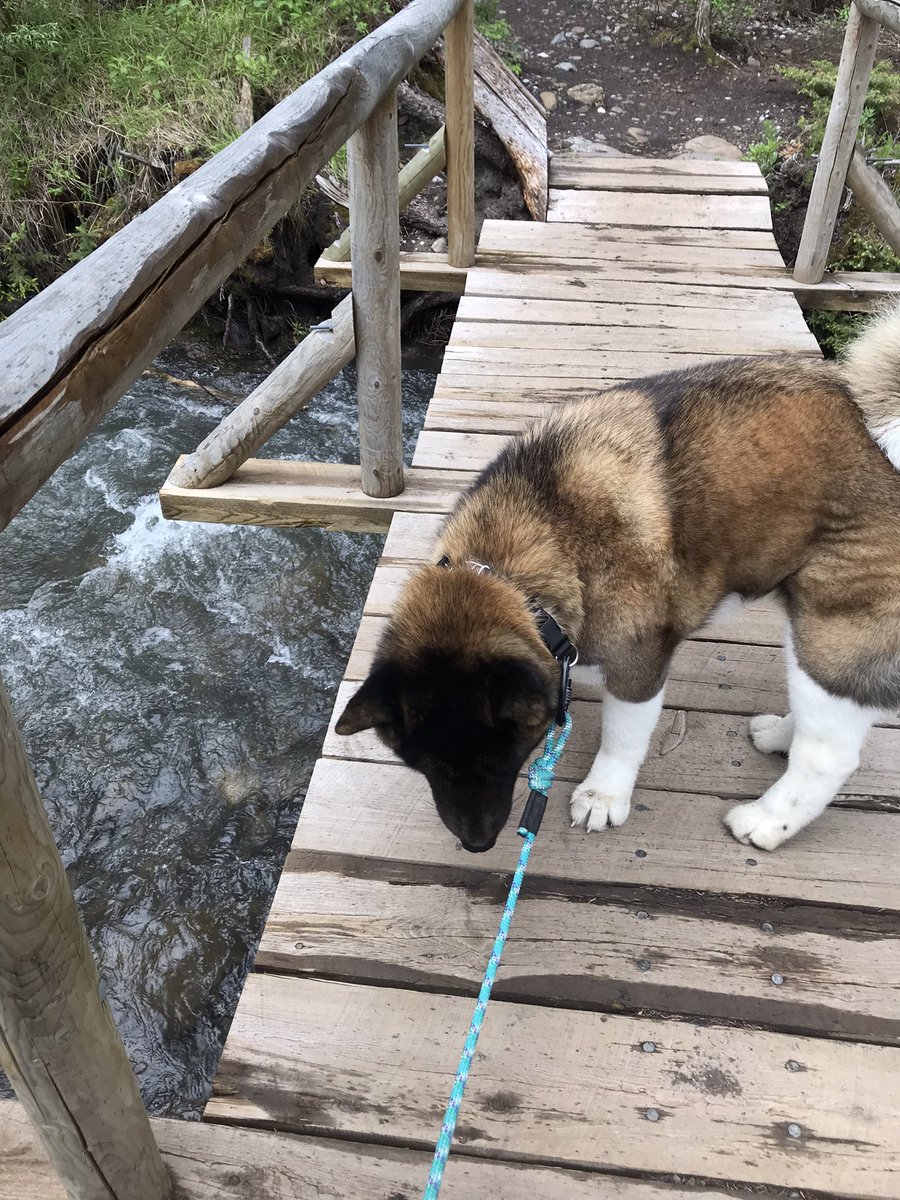 Smoke and I were confronted by a brown bear on the Wind Ridge Trail in Canmore. Smoke tried to warn me but he wasn’t very clear. Bear charged about 10 ft out of the brush and hissed? at us and then backed off. We ended our hike at that time. 😳🐕
