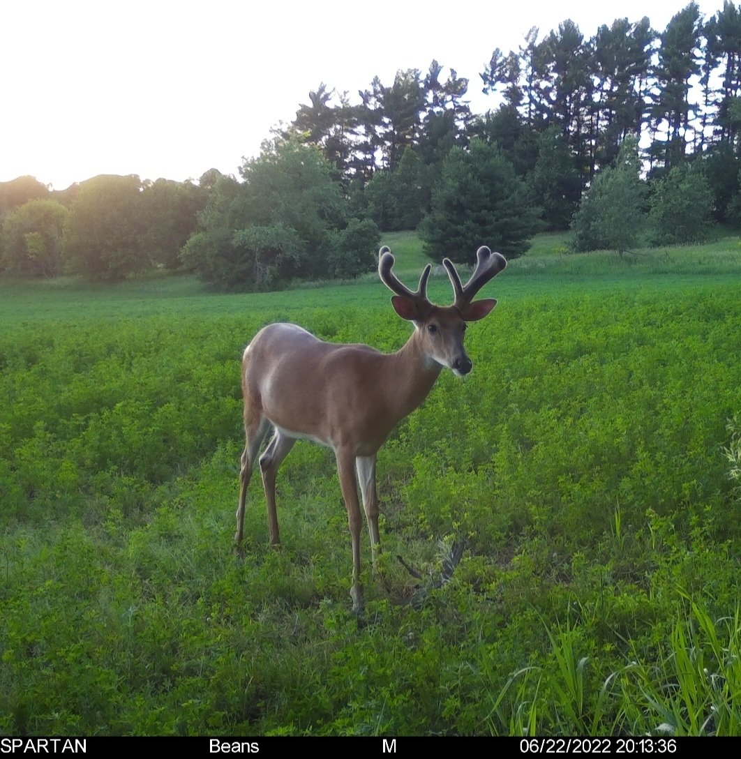 Should be a good one! Perfect time to start scouting and watching the antler growth!

Check out what Spartan has to offer at go.spartancamera.com/?ref=xNJKI4miO… 
Use my code NATHANROEMER to save 10% <a href="/spartancamera/">Spartan Camera</a>