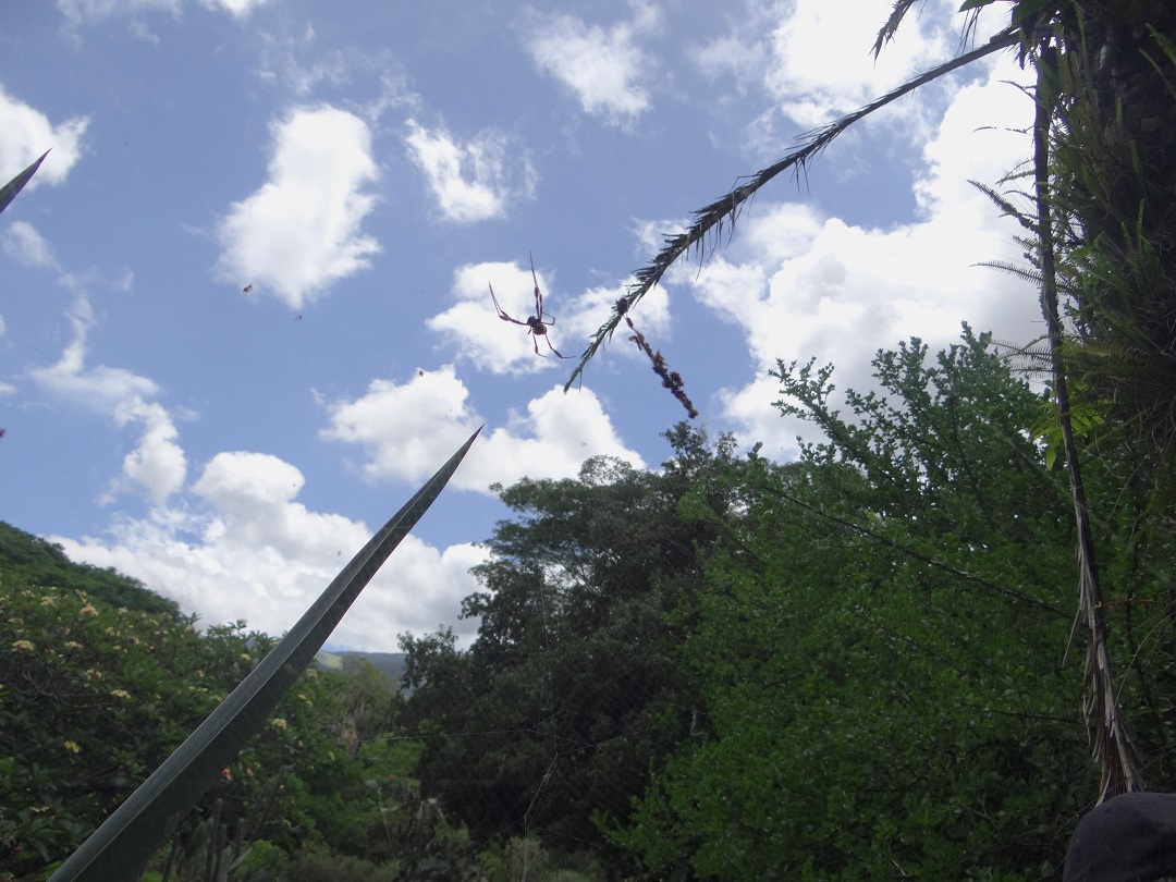 Conoce interesantes características de la #arañas...la de la foto es una que encontramos en el Jardín Botánico de Caracas <a href="/jbotanicoccs/">Jardín Botánico de Caracas</a> 
👉ow.ly/7t5x50JFCip