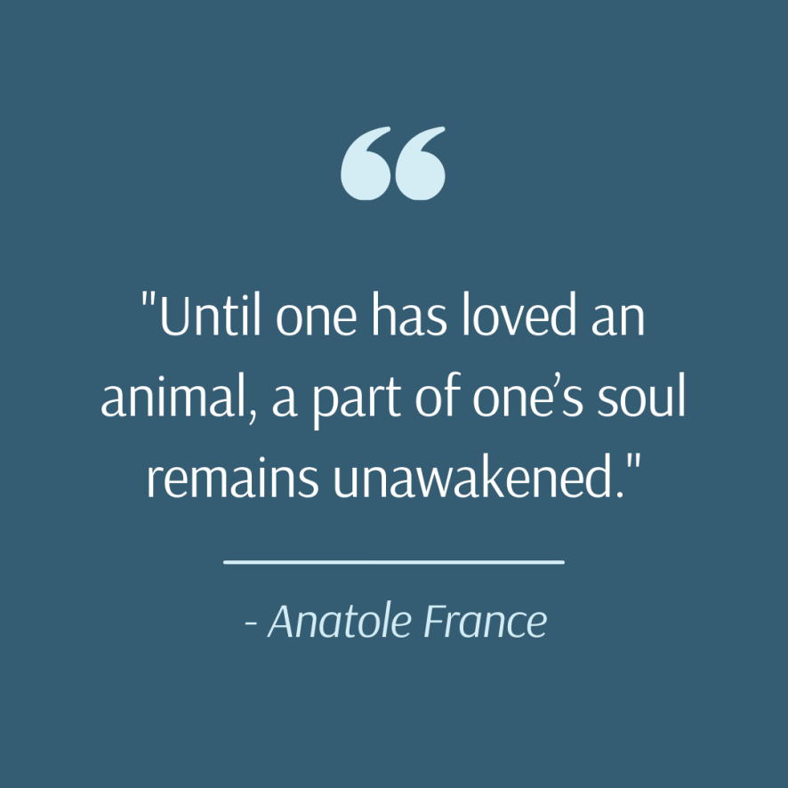 ForYourFurKids's tweet photo. The love you have for your fur kids' is something special ❣️ https://t.co/kZ2q47VfBP
